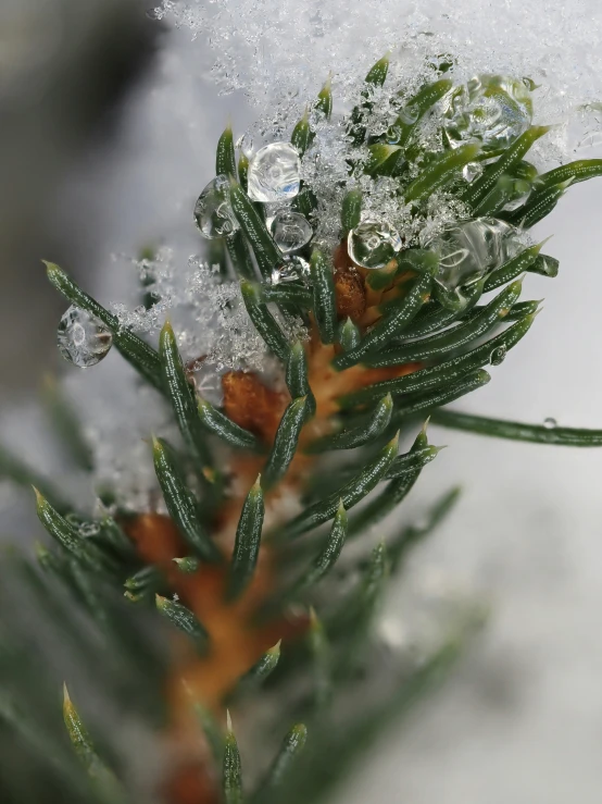 a tree with snow on it near water droplets