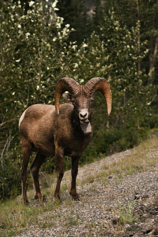 an image of a goat standing in the wild