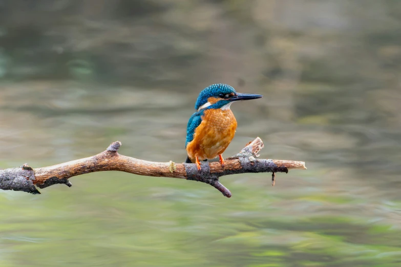 a colorful bird sitting on a nch in a river