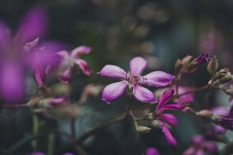 a bunch of purple flowers with leaves on them