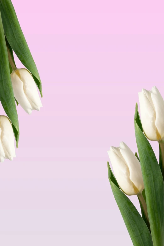 a group of white flowers are on top of a pink backdrop