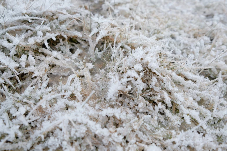 a small green and white bush with snow on it