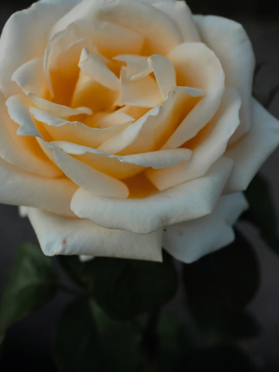 a white rose flower with green stems