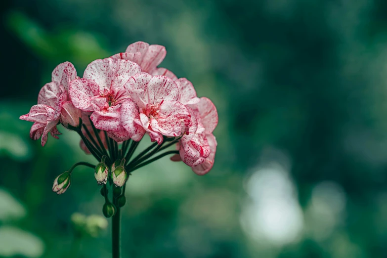 some very pretty pink flowers blooming in the sun