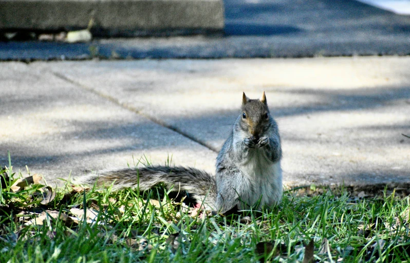 the squirrel is sitting in the grass outside