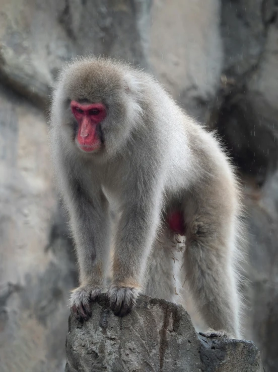 a long - tailed monkey is sitting on a rock in front of some water