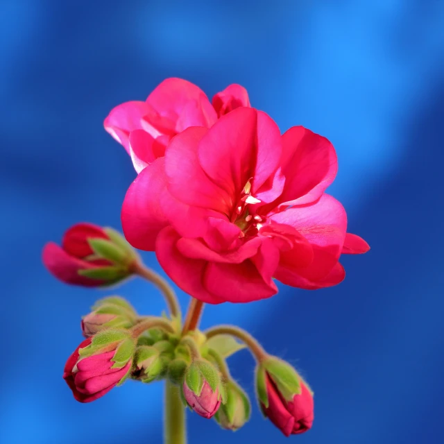 an image of pink flower with blue background
