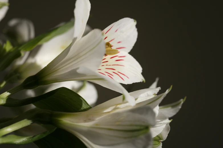 a close up of some white flowers and leaves