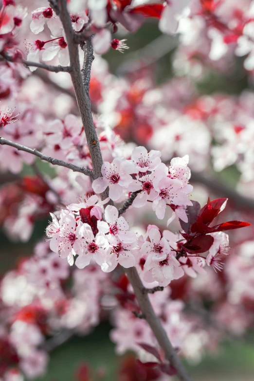 a close up of a flower and a nch with lots of small pink flowers