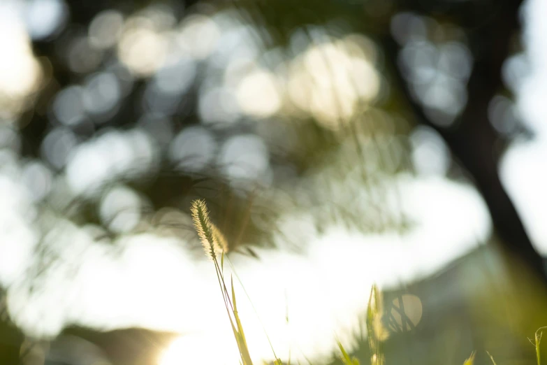 the grass and sun are shining through the trees