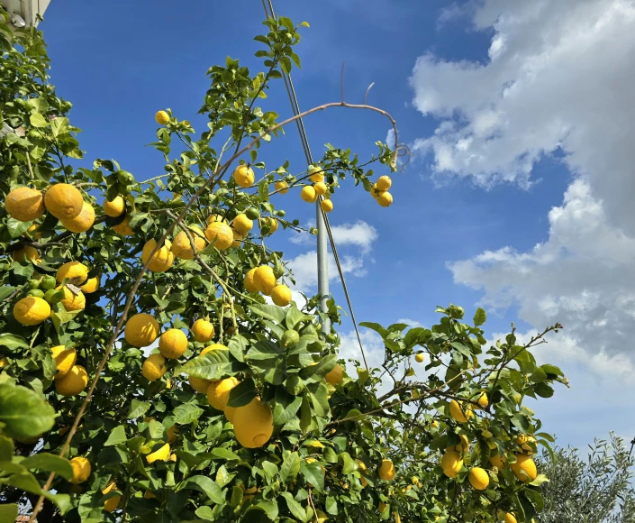 many fruit trees with large fruits on them