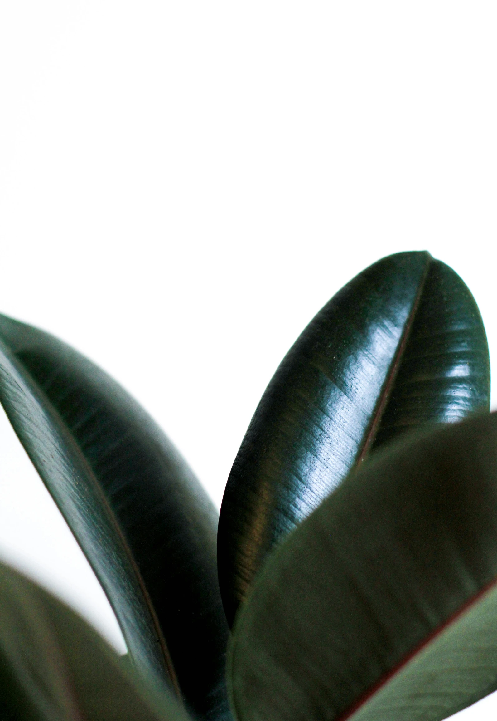 a close up of a green plant with a white background