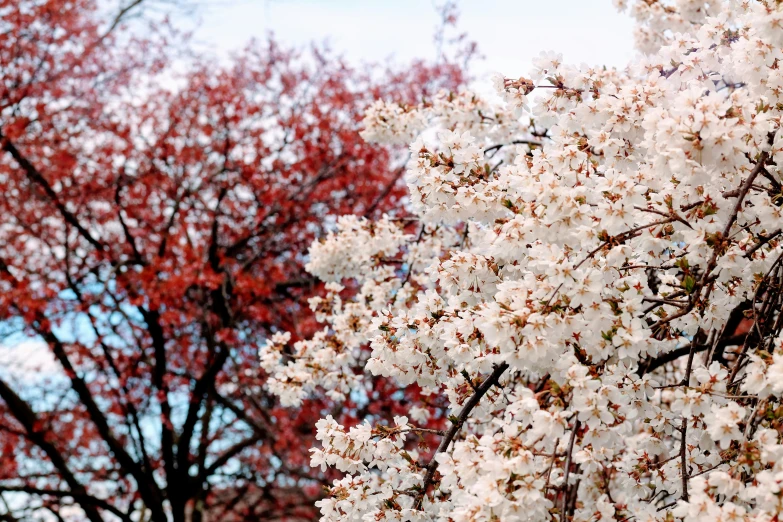 this is a blooming tree in front of red leaves