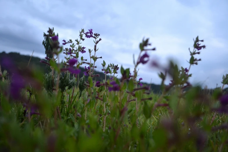 purple flowers are growing in an open field