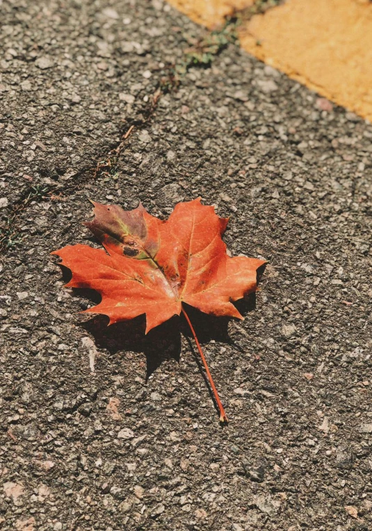 the red maple leaf is laying on the asphalt