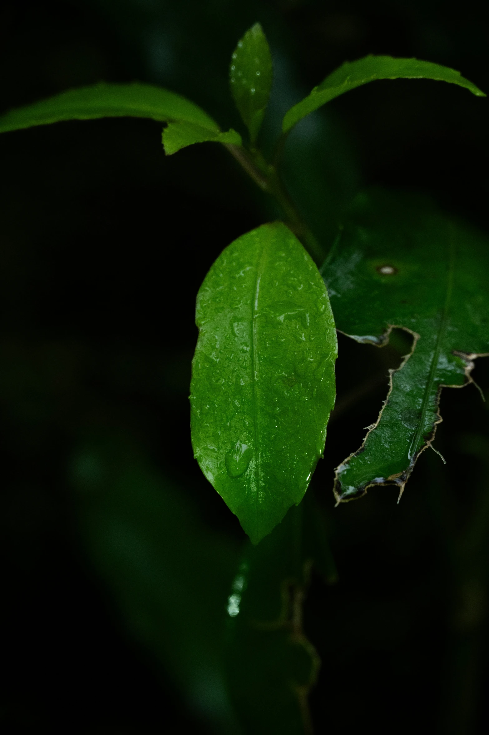 some green leaves and the leaves are very dark