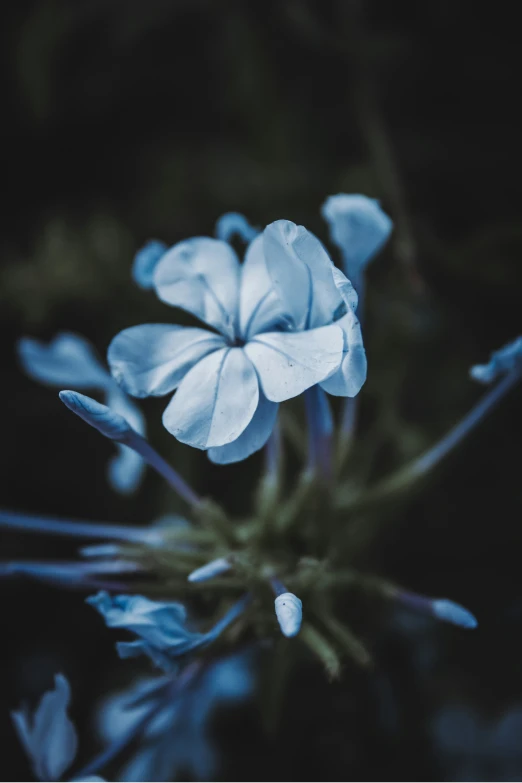 blue and white flowers on a black background