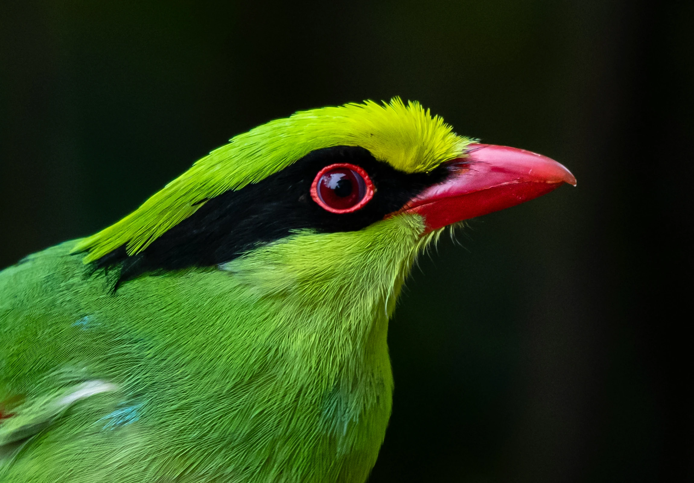 a green bird with black and red on it