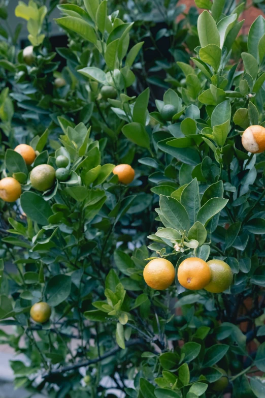 small yellow oranges are growing on a tree