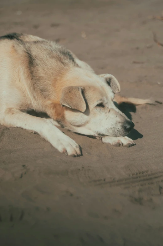 a dog lying on the sand with his head on his paw