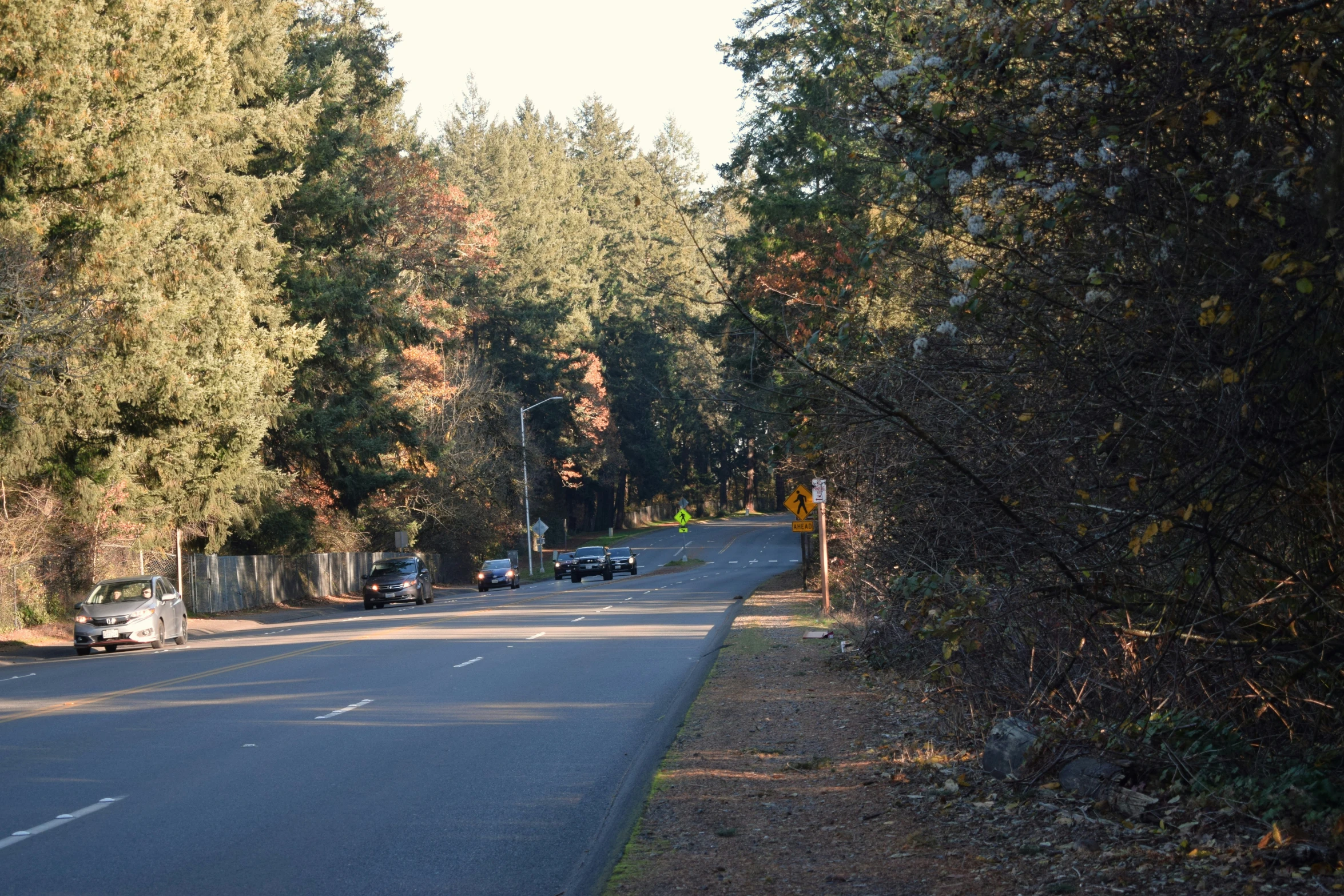 the trees are full of leaves along this country road