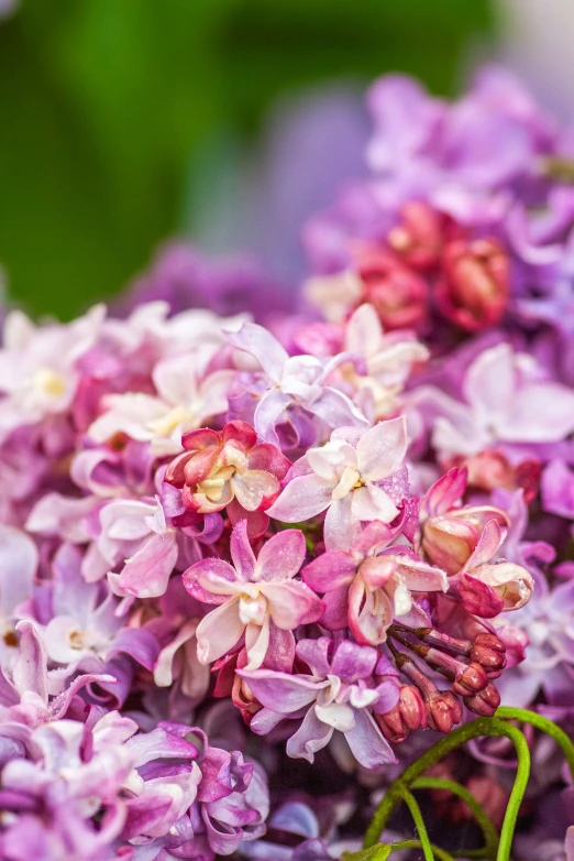 a bouquet of lilacs is sitting outside