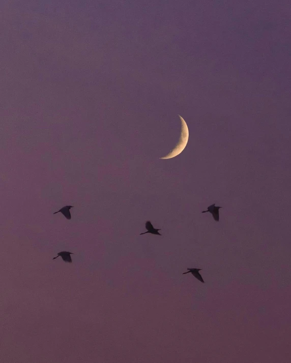 birds are flying in the air near a half moon