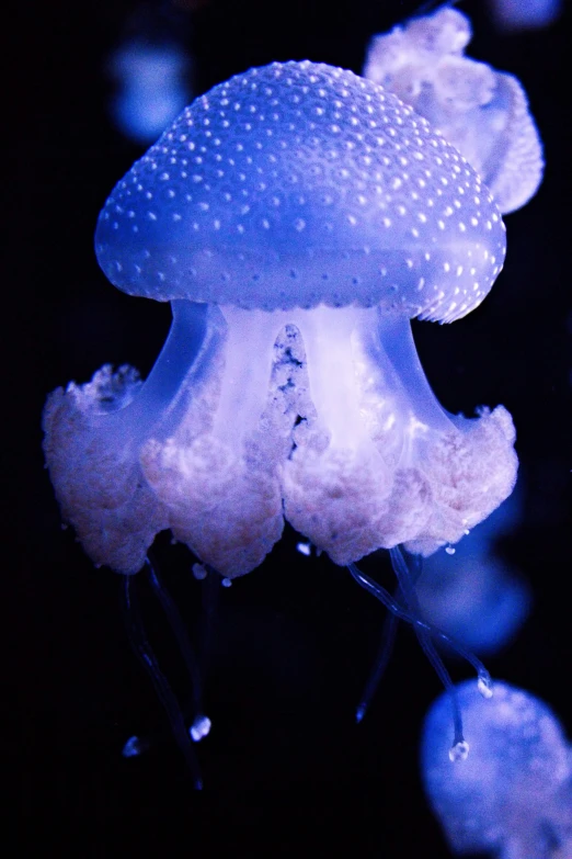 two white jellyfish swimming next to each other