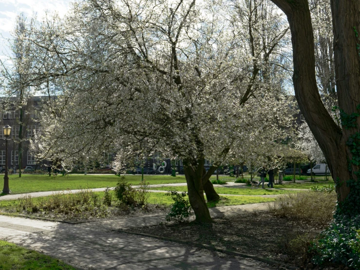 the sidewalk is lined with flowering trees and a path next to a grassy area