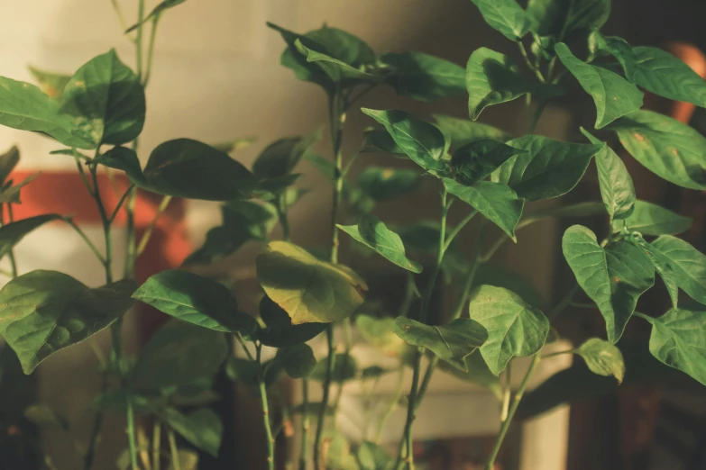 some pretty plants that are in a clear vase