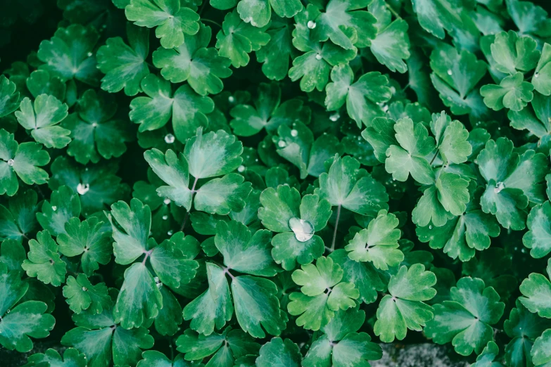 a cluster of leafy green plants with water drops on them