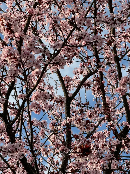 this tree is full of pink blossom blooms