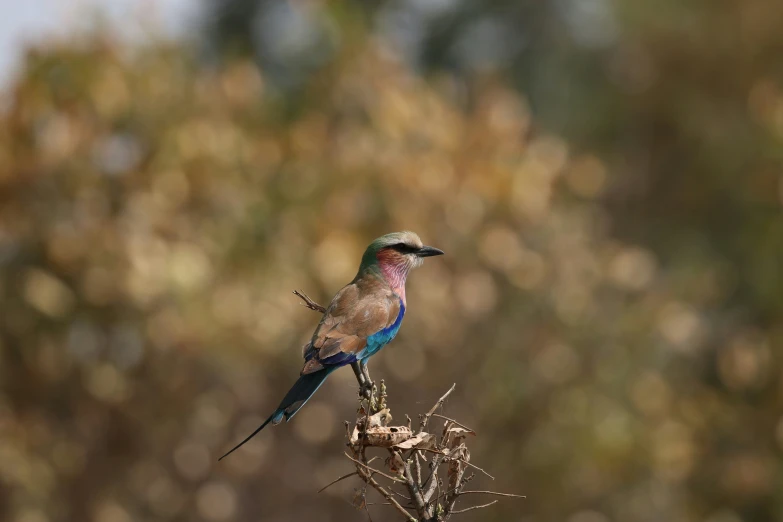 a colorful bird perched on a nch next to another tree