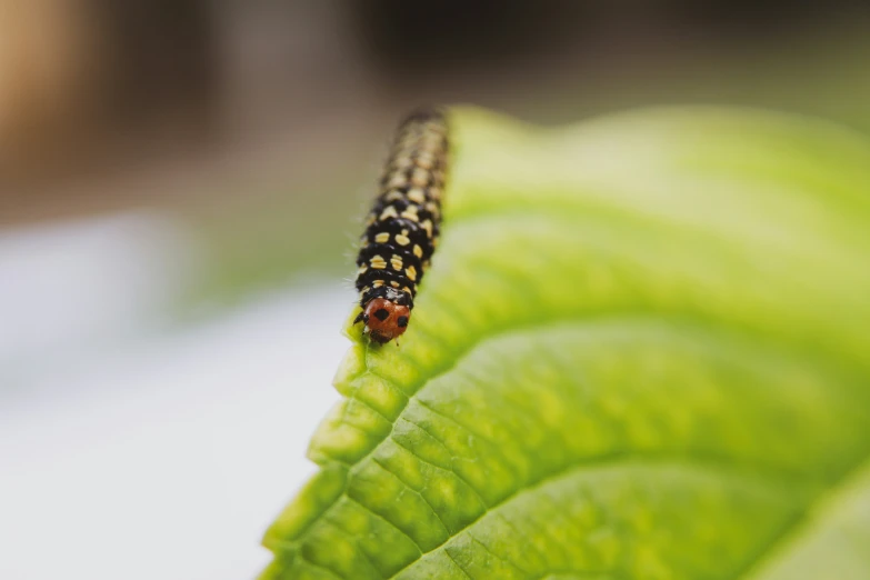 a small orange bug standing on a leaf