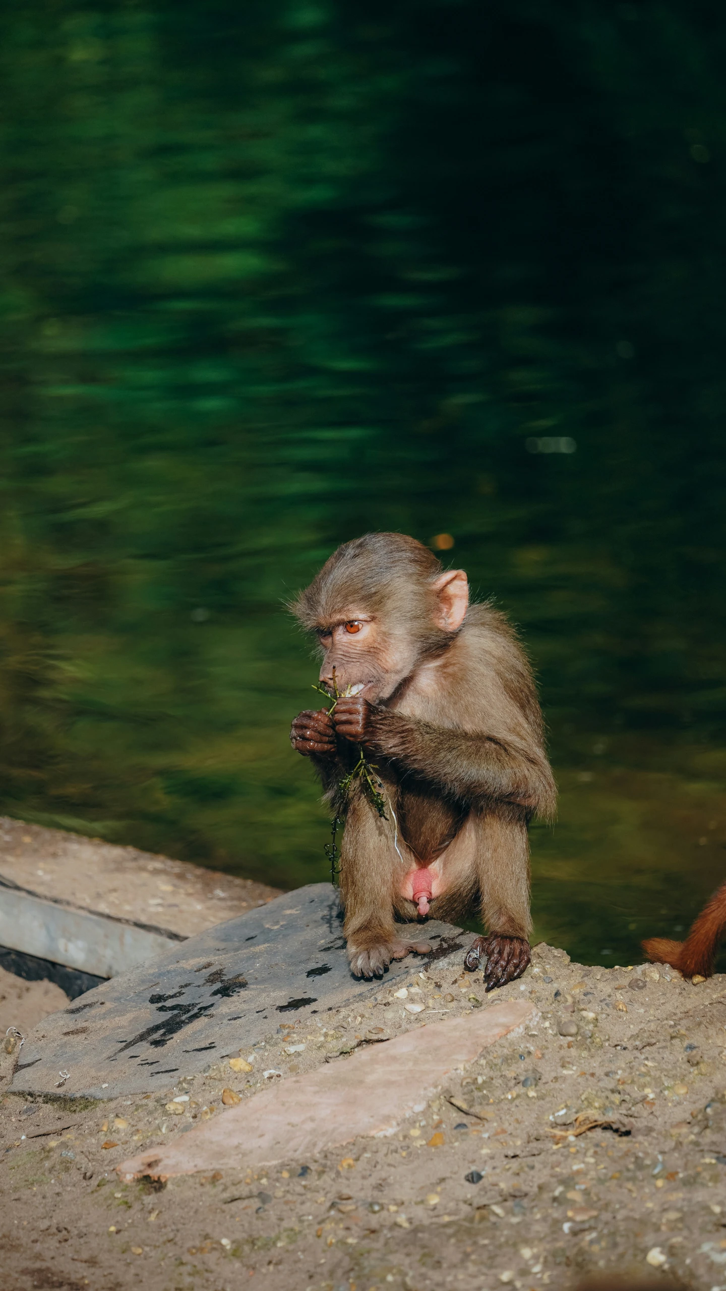 a monkey sitting on top of a rock by the water