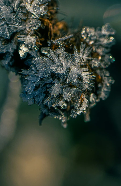 a close up picture of a plant with icicles on it