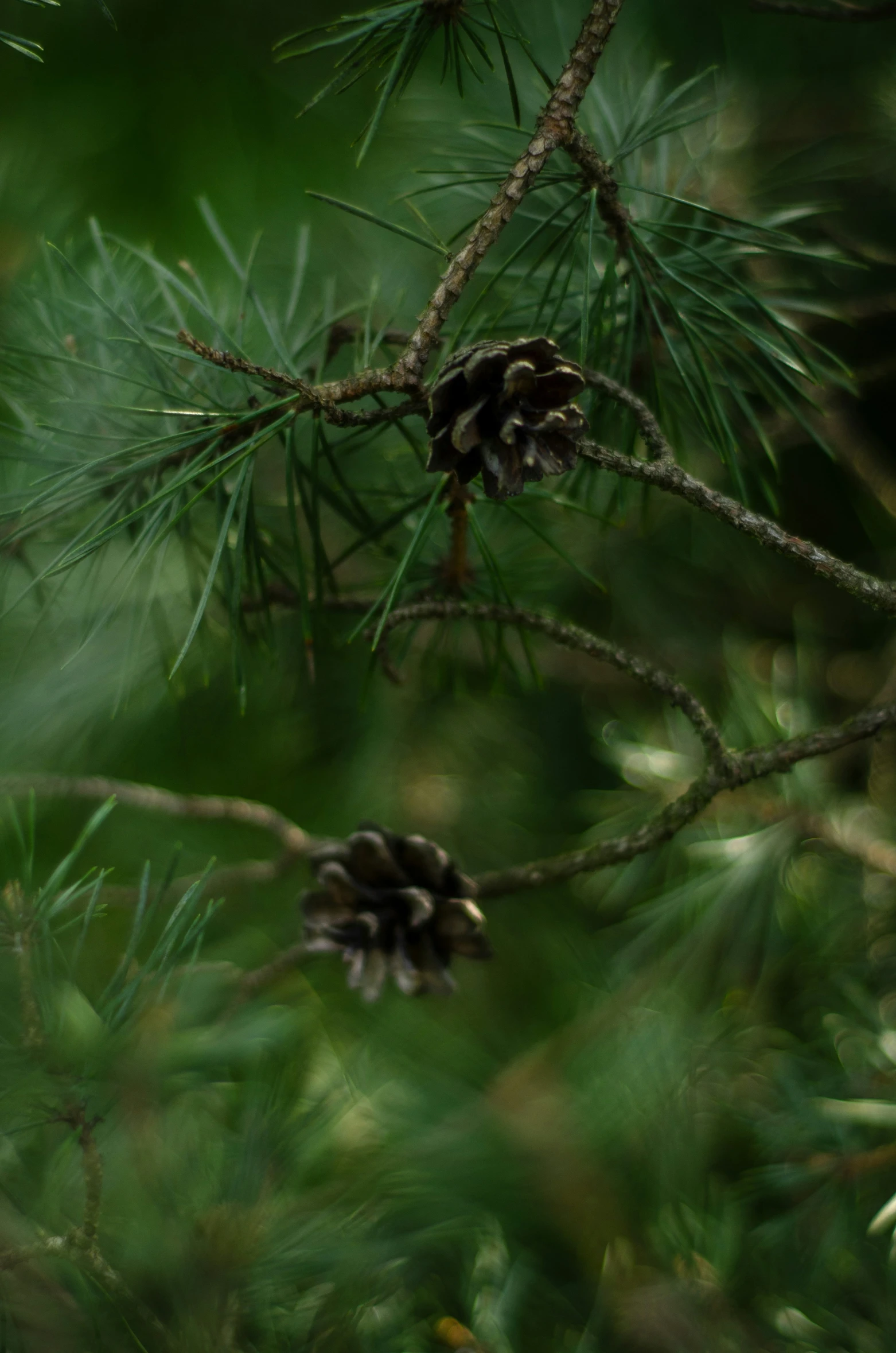 pine cones hang on a nch next to some leaves