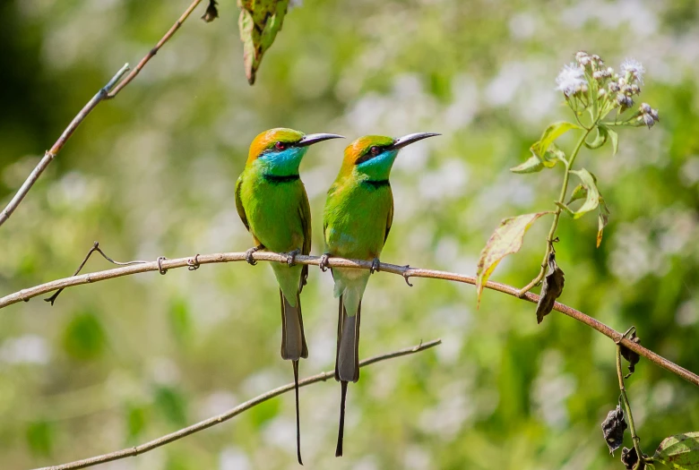 two small birds sitting on a nch looking at soing