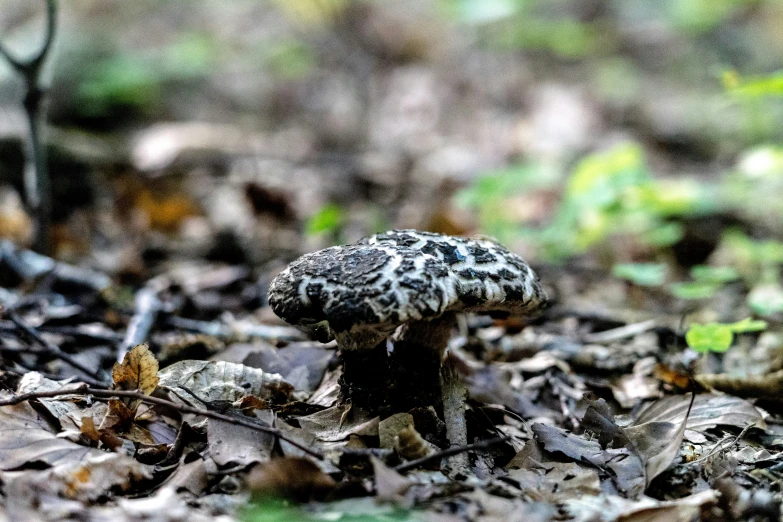 a mushroom is standing in a pile of leaves