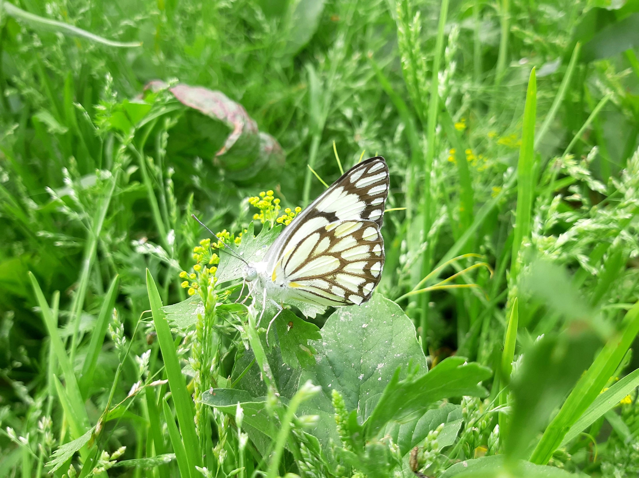 the erfly is perched on top of a leaf in the grass