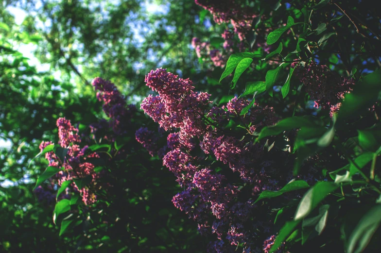 some purple flowers hanging from the side of trees