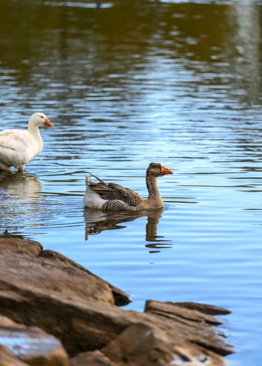 two ducks floating on a lake with trees in the background