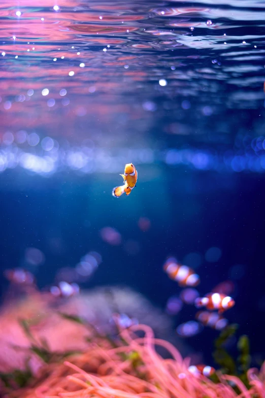 a view of an underwater scene in the ocean