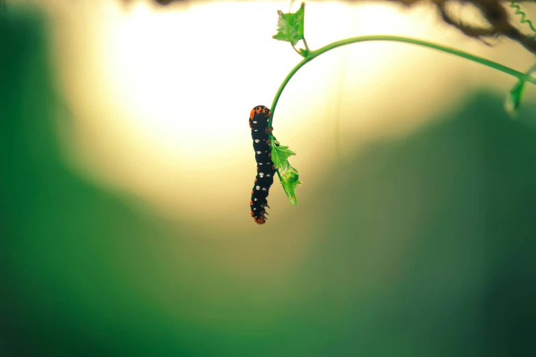 the insect is hanging from the nch of the plant