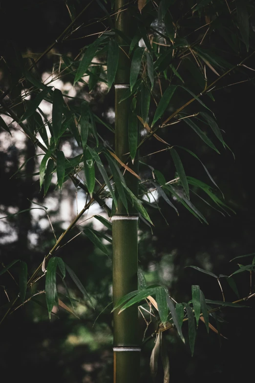 a bamboo tree and the leaves in the background