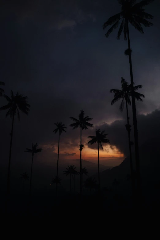 palm trees and a very dark sky at dusk