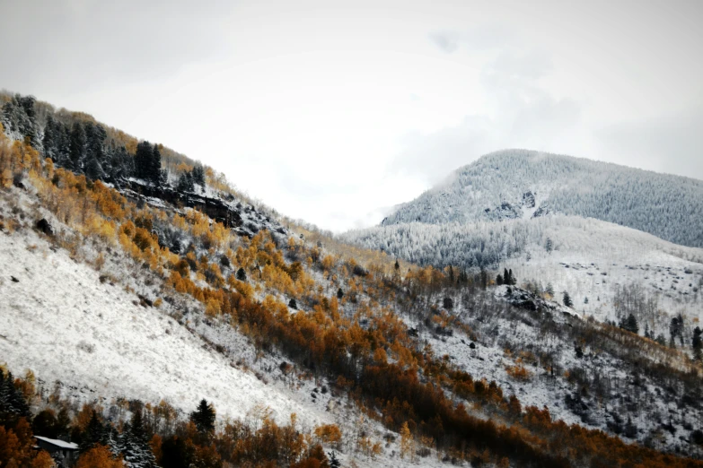 some trees are shown next to a snowy mountain