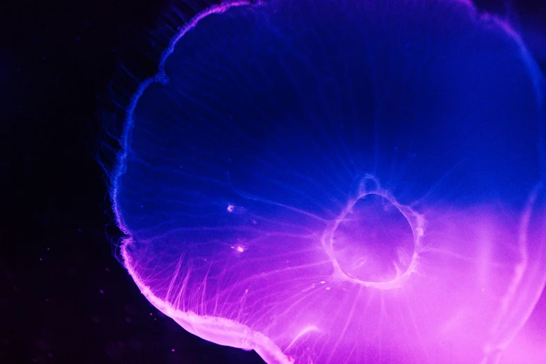 an ocean jelly fish is glowing purple in the dark