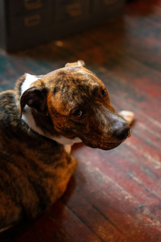 a dog sits on the floor looking back