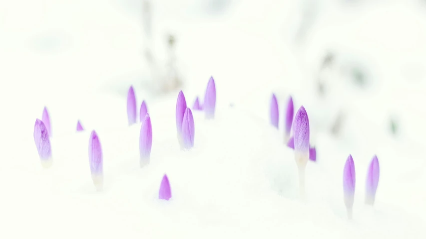 a pattern of lavender colored tulips is shown in the snow